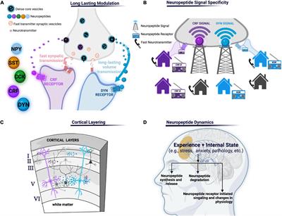 Neuropeptide System Regulation of Prefrontal Cortex Circuitry: Implications for Neuropsychiatric Disorders